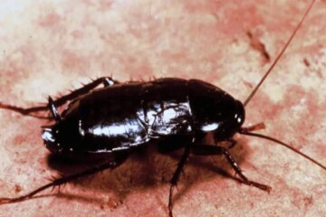 21 California Cockroaches (Cockroaches in California with Pictures)