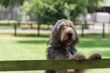 23 Best Rare and Unique Dog Breeds