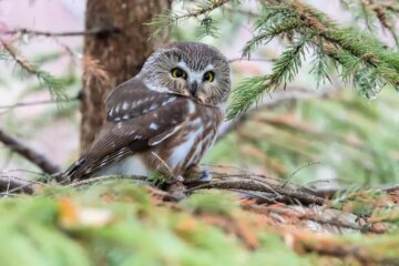 What Do Owls in Vermont Hunt During Snowy Winters?