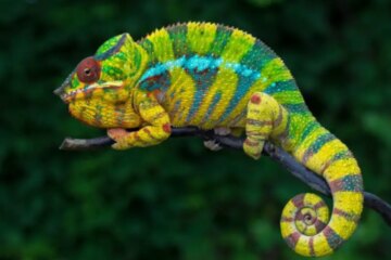 Panther Chameleon Lifespan: How Long Do They Live in Captivity?