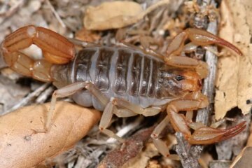 18 Scorpions in California (With Pictures and Identification)