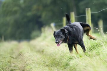 How to Train Your Dog to Pee in One Spot: A Step-by-Step Guide