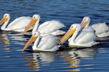 Pelicans in Colorado: 5 Best Places to Spot These Stunning Birds