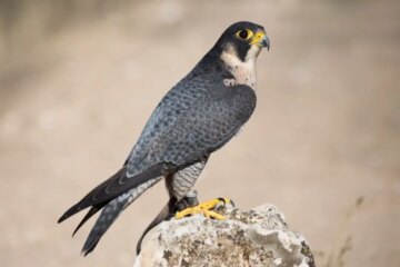 5 Species of Falcons in Ohio (With Pictures and Identification)
