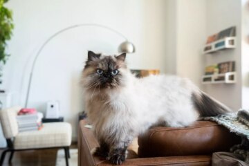 Top 12 Most Popular Cat Breeds That Every Feline Lover Should Know