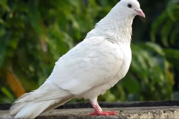28 Common White Birds in Florida (Pictures and Identification)