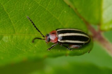 32 Black Beetles with White Spots (Pictures and Idenfication)