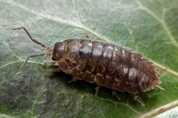 26 Tiny Black Bugs In House Near Windows (With Pictures)
