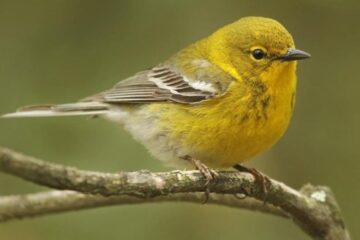 22 Yellow Birds in Alabama (With Pictures and Identification)