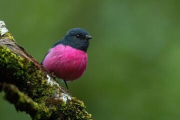 28 Types of Pink Birds (With Pictures and Identification)