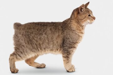 Pixie-Bob: Cat Breed Profile, Characteristics & Care