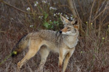 4 Common Coyotes in Texas (With Pictures and Identification)