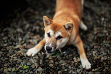 Understanding the Dog Play Bow: What Your Pet is Communicating