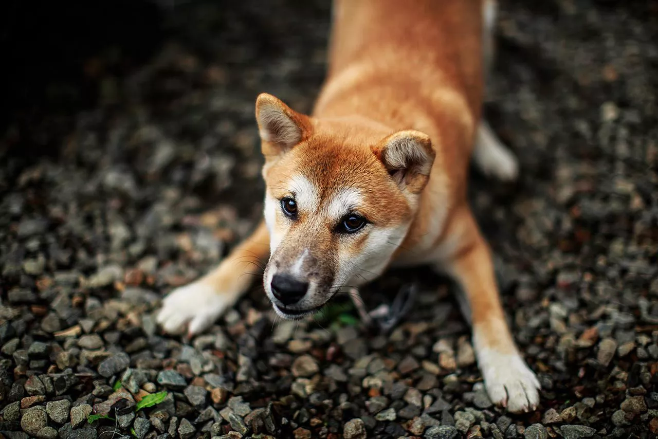 Dog crouching on front legs as if bowing