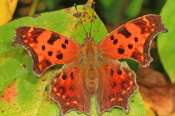 44 Types of Michigan Butterflies (Pictures and Identification)