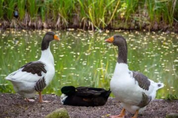 38 Types of Geese (With Pictures and Identification)