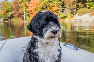 10 of the Most Expensive Dog Breeds That Are Worth Every Penny