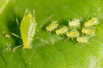 42 Small Green Bug Species with Pictures and Identification