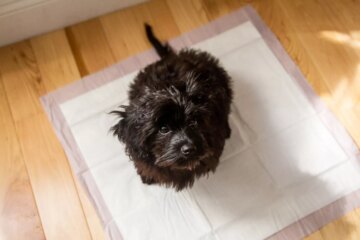 How to Train Your Puppy to Go on Potty Pads