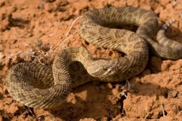3 Rattlesnakes in Colorado (With Pictures and Identification)