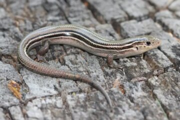 8 Common Lizards in Kansas (With Pictures and Identification)