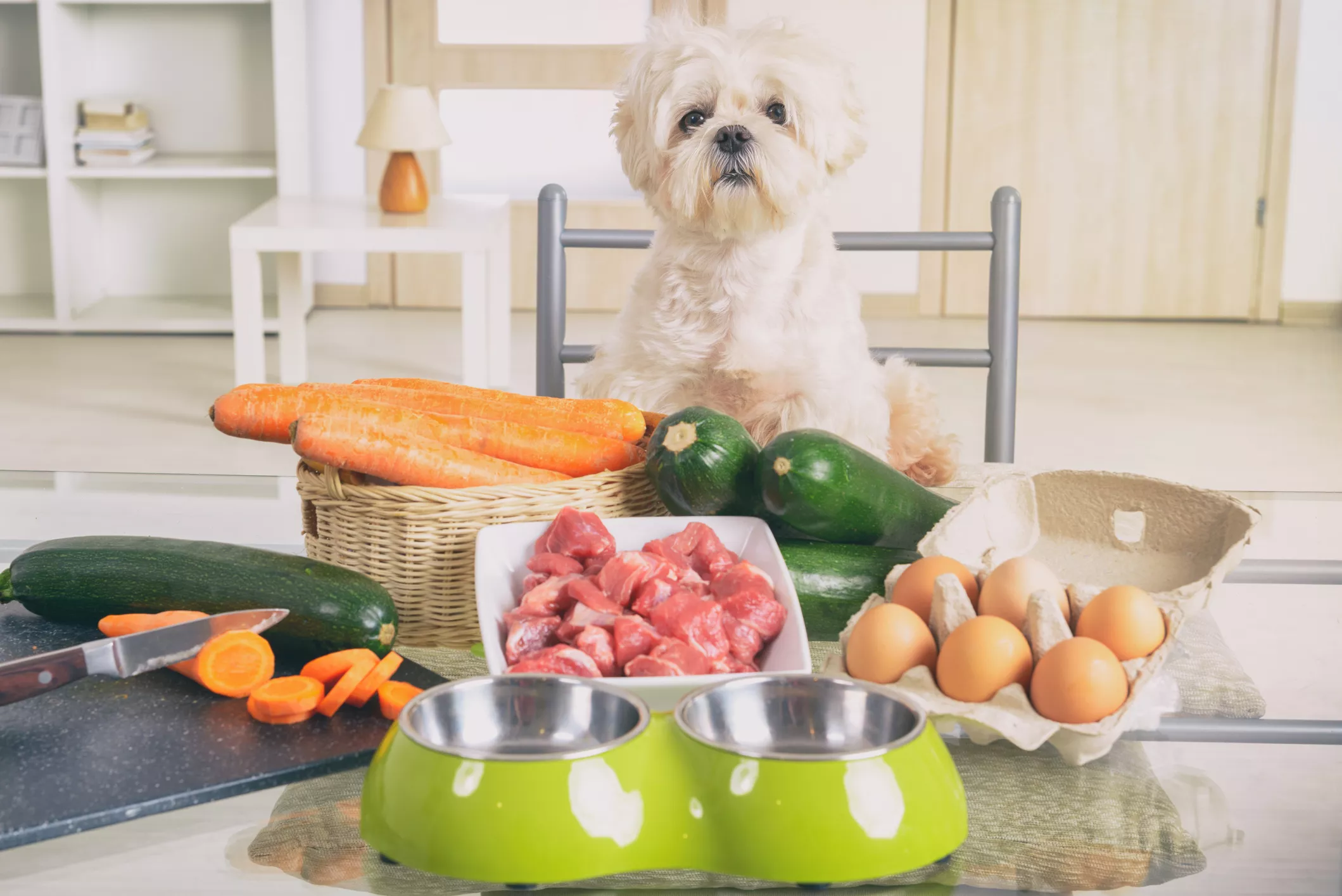 homemade dog food recipes