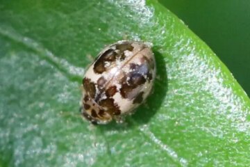 10 Black and White LadyBug Species (Pictures and Identification)