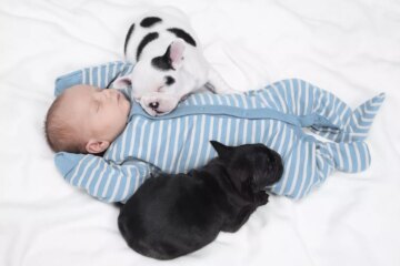 Puppy and Baby Introductions