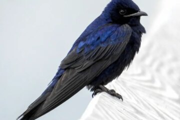 5 Stunning Purple Birds in Mississippi (Pictures and Identification)