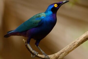 56 Types of Purple Birds (With Pictures and Identification)