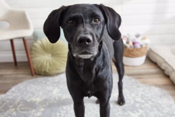 Read Your Dog’s Body Language Like a Pro