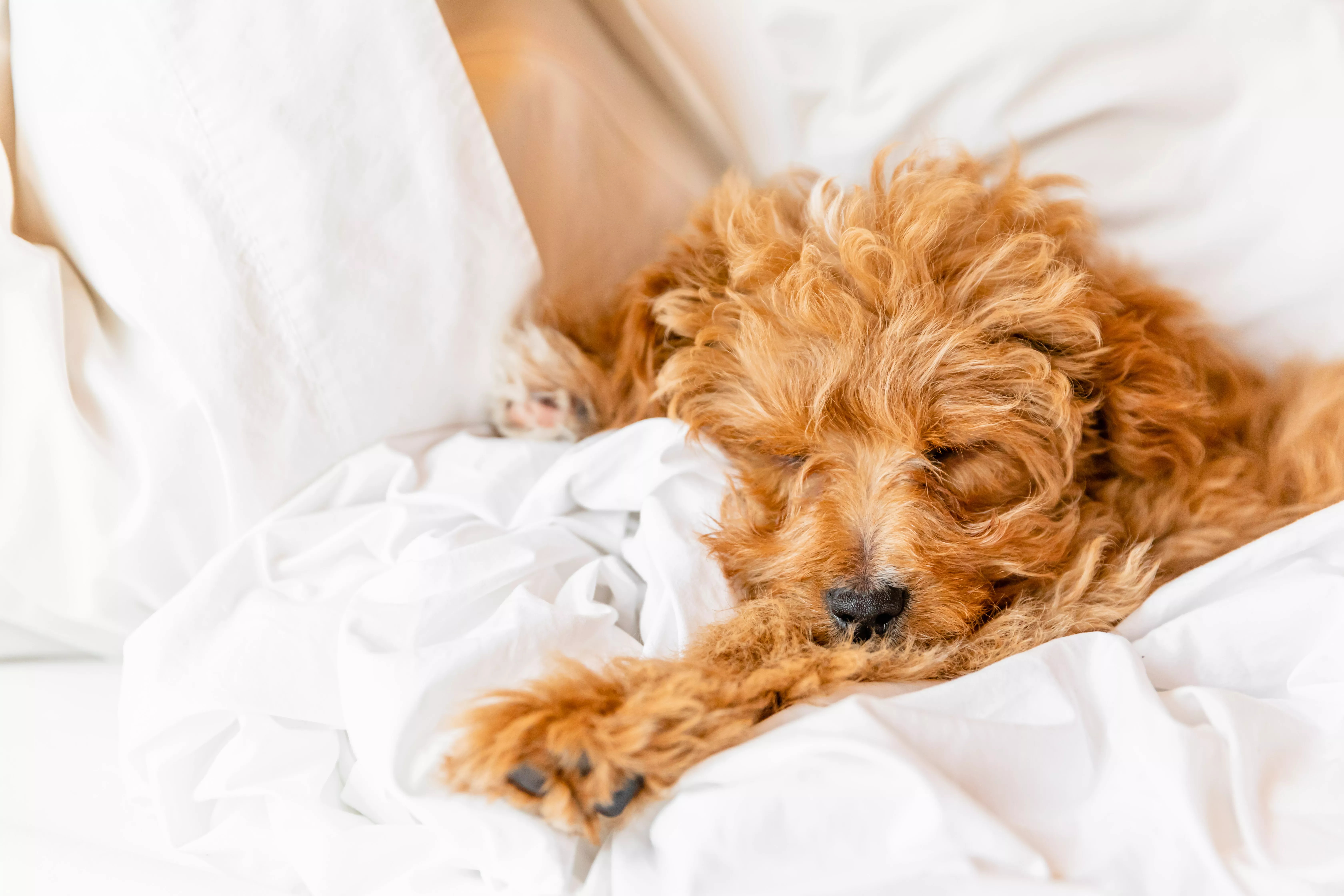 Light brown fluffy dog sleeping in next of blankets and pillows on bed