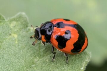 45 Types of Beetle Insects (With Pictures and Identification)