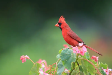 Stunning Red Cardinals in Hawaii: Everything You Need to Know