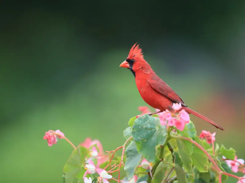Red Cardinals in Hawaii