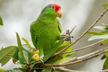 13 Parrots in California (With Pictures and Identification)
