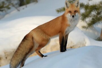 2 Types of Foxes in Minnesota (With Pictures and Identification)