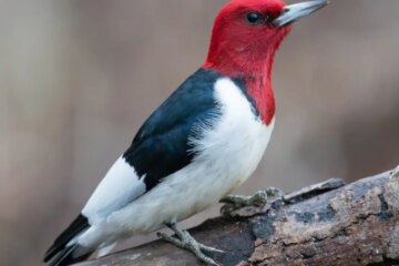 25 Types of Woodpeckers (With Pictures and Identification)