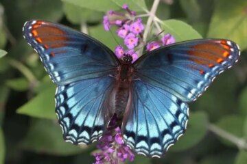 38 Stunning Black and Blue Butterfly Species (With Pictures)