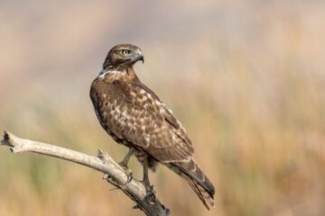 9 Types of Hawks in Washington (Pictures and Identification)