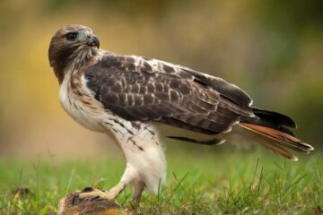 11 Hawks in Nebraska (With Pictures and Identification)