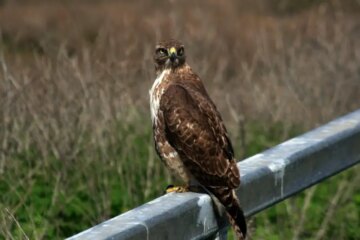 18 Types of Hawks in Texas (With Pictures and Identification)