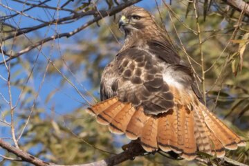 12 Hawks in Kentucky (With Pictures and Identification)