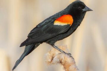 24 Types of Black Birds in Texas (With Pictures and Identification)