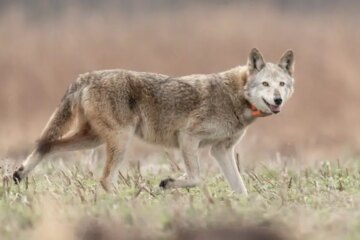 Uncovering the Mystery of Red Wolf in Kentucky Wilderness