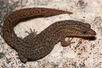 20 Types of Geckos in Florida (Pictures and Identification)