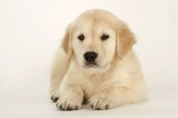 Dog Blood Types