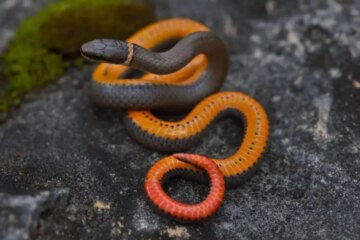10 Types of Snakes in Maine (Pictures and Identification)