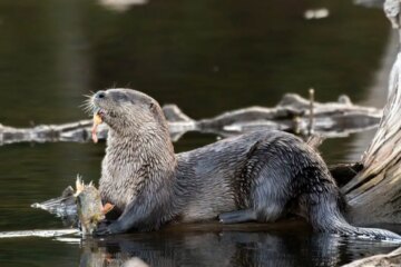 The Most Surprising Thing About River Otters in Pennsylvania