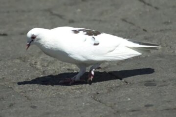 19 Types of White Birds in California (Pictures and Identification)